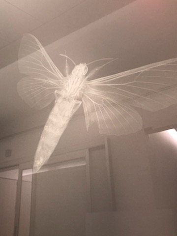 Nature-Themed Frosted Window Graphics Promote Privacy in Hospital